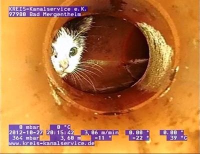 Katze in Abwasserrohr Kanalservice klein